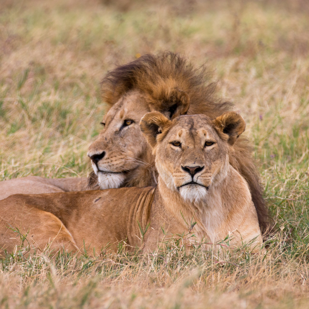 safari-tanzania
